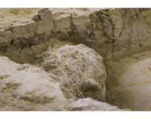 சீனாவில் மில்லியன் ஆண்டுகள் பழைய மனித எலும்பு